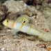 goby_shrimp_randalls_db_h_0705_png2205.jpg